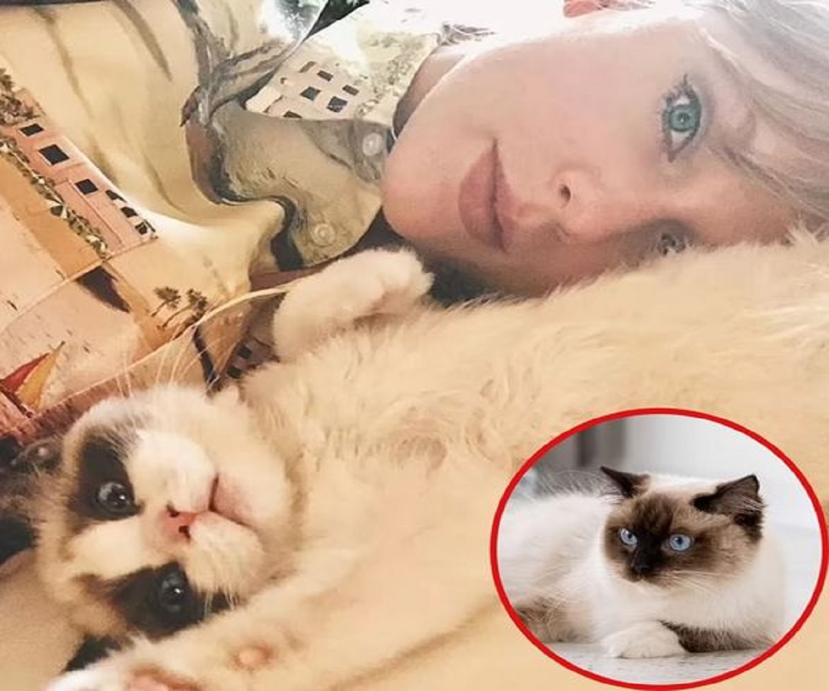 Folded Eras: Taylor Swift's beloved Scottish Fold cats make the purrr-fect companions